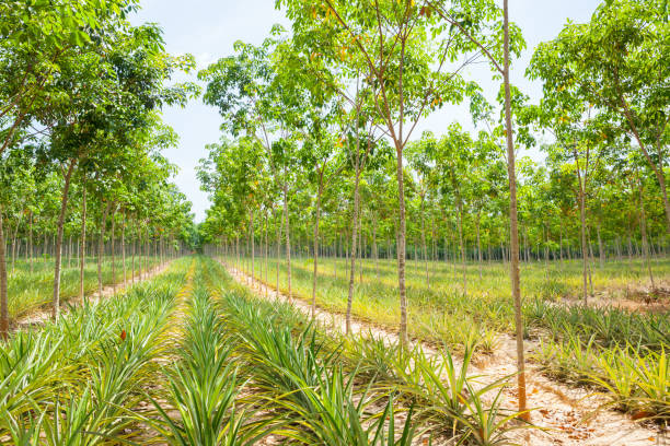 istock Pineapple plant field in rubber garden 813613718