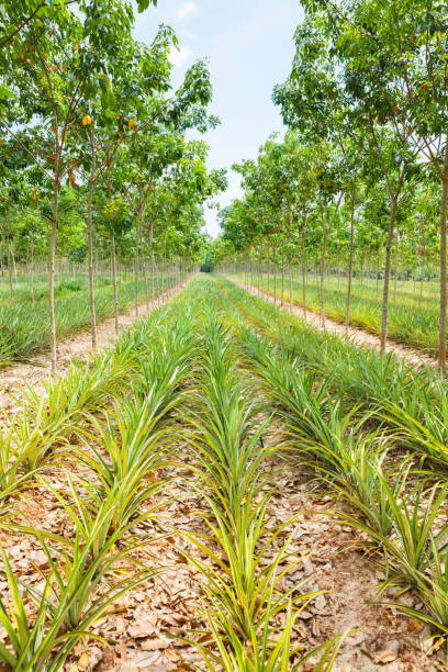 istock Pineapple plant field in rubber garden 813617628
