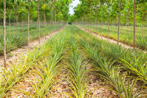 istock Pineapple plant field in rubber garden 813618306