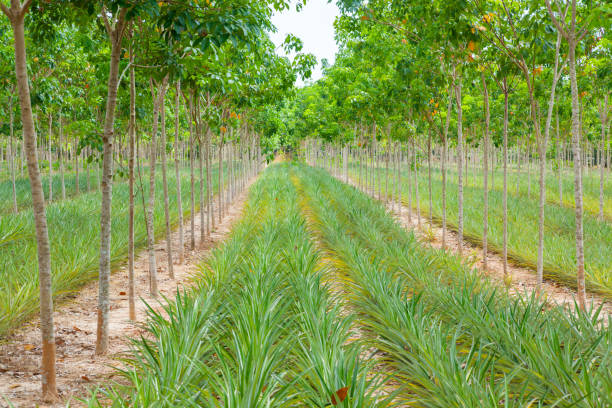 istock Pineapple plant field in rubber garden 813618606