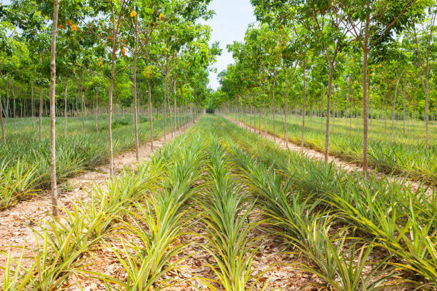 istock Pineapple plant field in rubber garden 813618836
