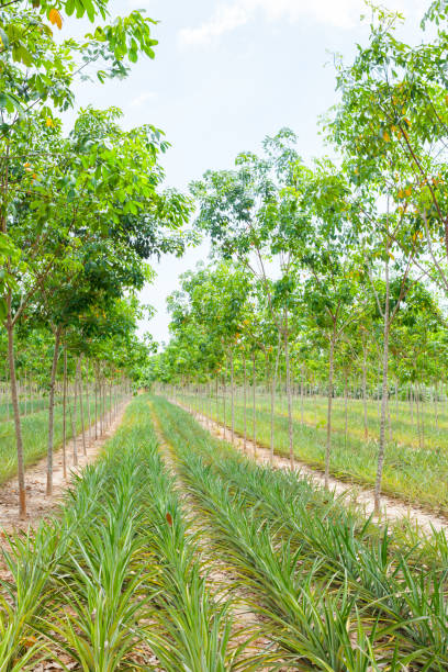 istock Pineapple plant field in rubber garden 813618954