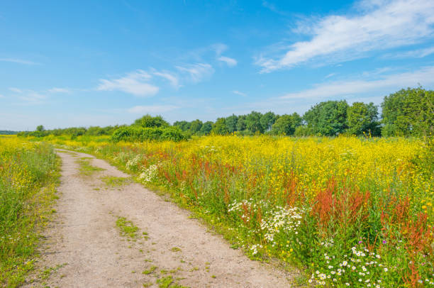 istock Path through a field with flowers in summer 813619236