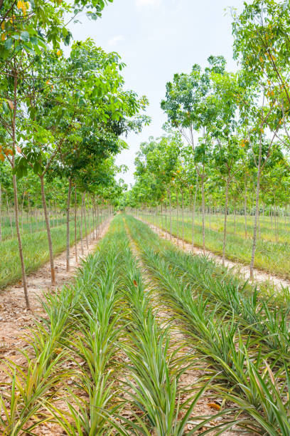 istock Pineapple plant field in rubber garden 813619244