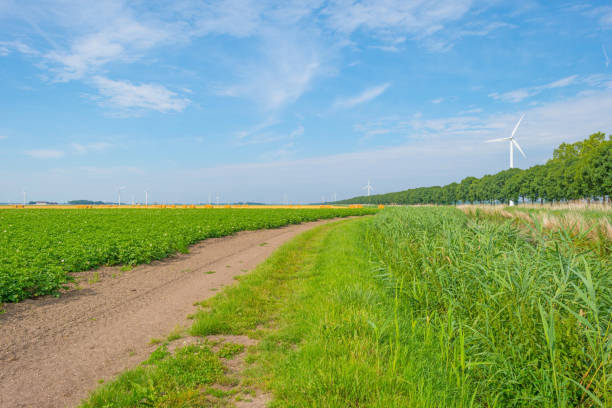 istock Potatoes growing in a field in summer 813621332