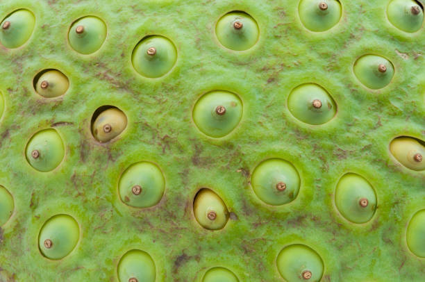 istock Closeup to Seed of Lotus Background Texture 813621464