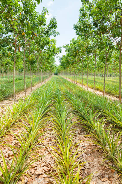istock Pineapple plant field in rubber garden 813621692