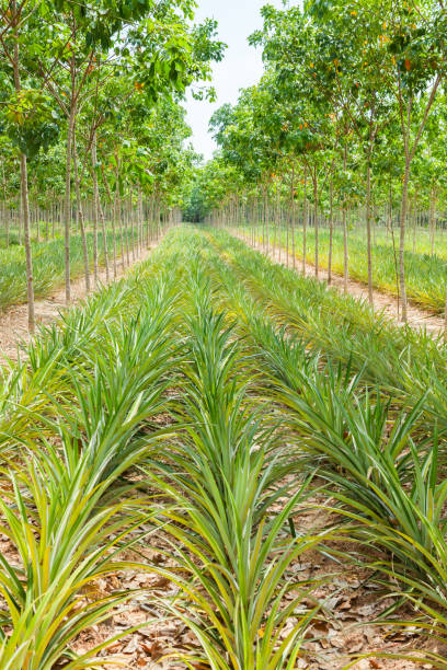 istock Pineapple plant field in rubber garden 813621836