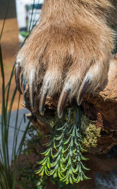 ヒグマの前足と鋭い爪 - クマのストックフォトや画像を多数ご用意