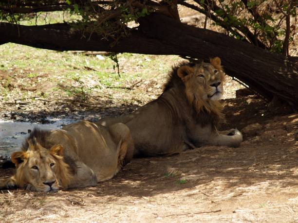 Two male Asiatic lions, Gir Forest, India Male Asiatic lions seeking shade in Gir Forest, India asian lion stock pictures, royalty-free photos & images