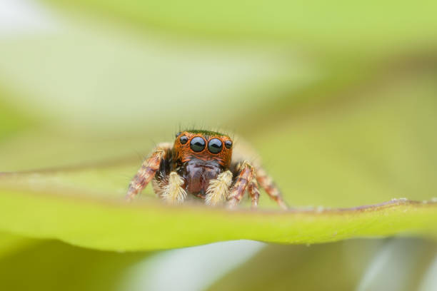 istock Super macro female Carrhotus Sannio or Jumping spider on green leaf 813628864