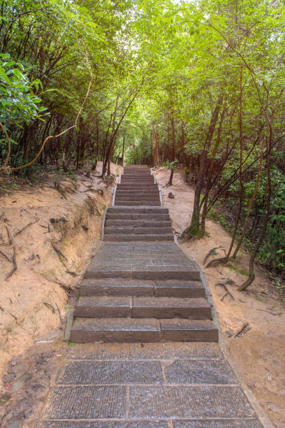istock Stairway leading up a walkway through the jungle 813629060