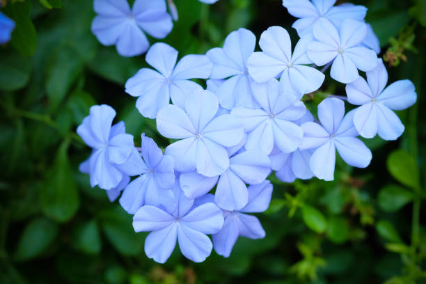 istock Blue Plumbago, Cape leadwort on green leaves background 813629170