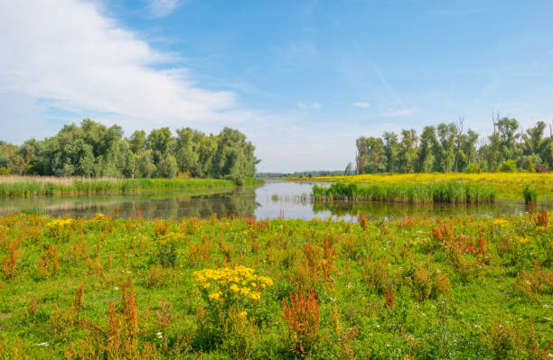 istock Wild flowers along a lake in summer 813629400