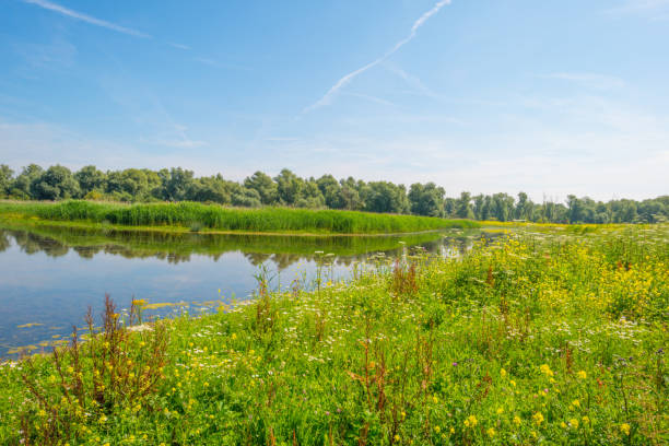 istock Wild flowers along a lake in summer 813629440