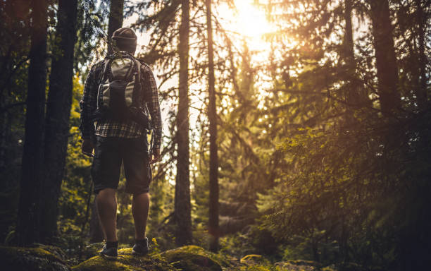 istock Traveler walking alone in the misty forest at sunset 813633912