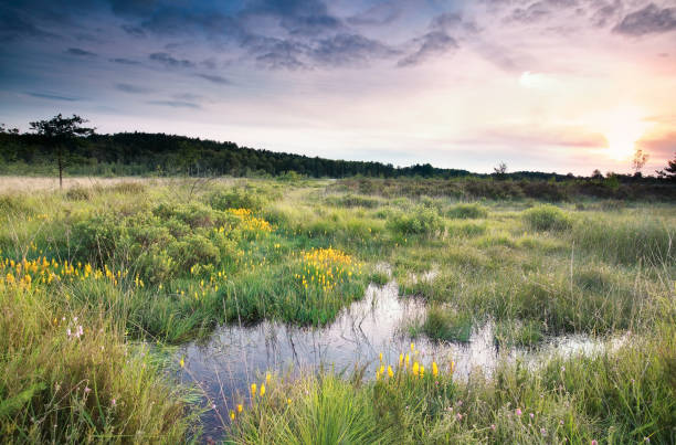 istock sunrise over swamp with bog asphodel flowers in summer 813638480