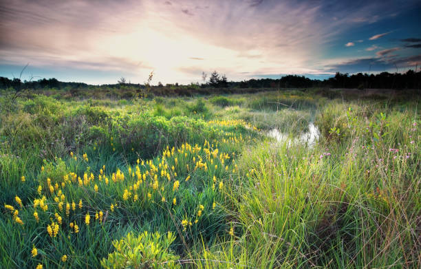 sunrise on wild swamp with bog asphodel bloom in summer