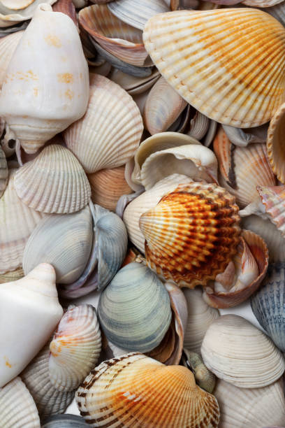 istock Variety of seashells 813640932