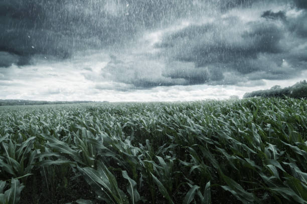 campo di mais verde di fronte a nuvole drammatiche e pioggia - nature rain crop europe foto e immagini stock