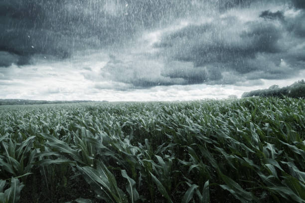 green maize field in front of dramatic clouds and rain stock photo