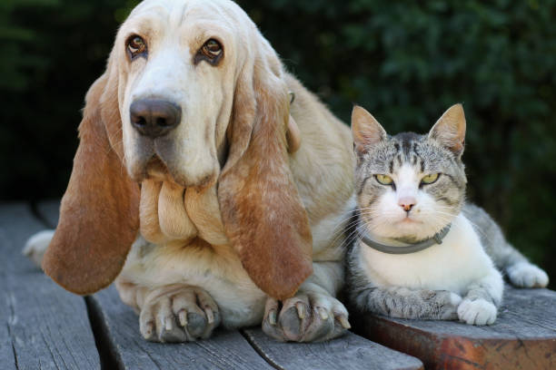istock Dog and kitten are watching 813641754
