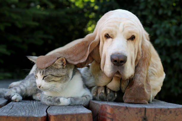 istock Dog and cat sleepy 813641788