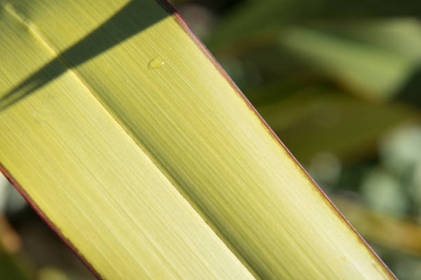 아마 잎의 클로즈업 - new zealand flax 뉴스 사진 이미지