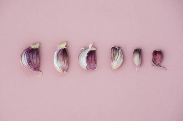 Garlic cloves lined in size on a light pink background. stock photo