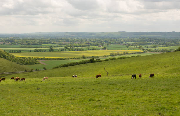 istock Pewsey Hills, Wiltshire, England 813645880