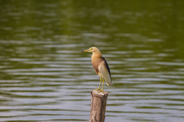istock Chinese Pond Heron in the nature 813648400