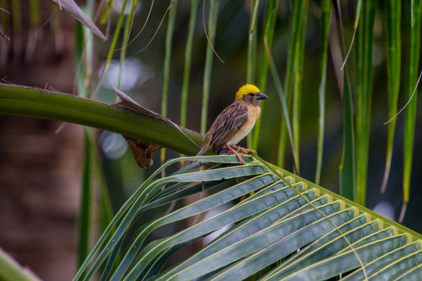 istock Streaked Weaver (Ploceus manyar) 813648650