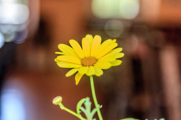 istock Yellow flower growing in garden 813648856