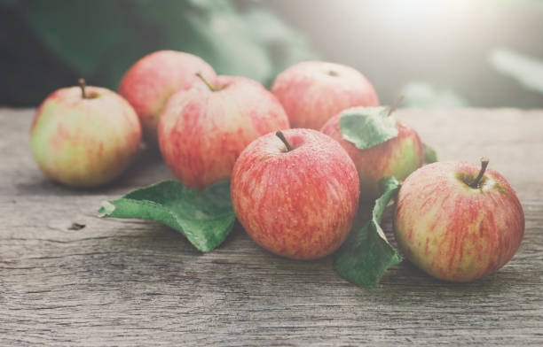 istock Red and yellow apples harvest in fall garden 813651360