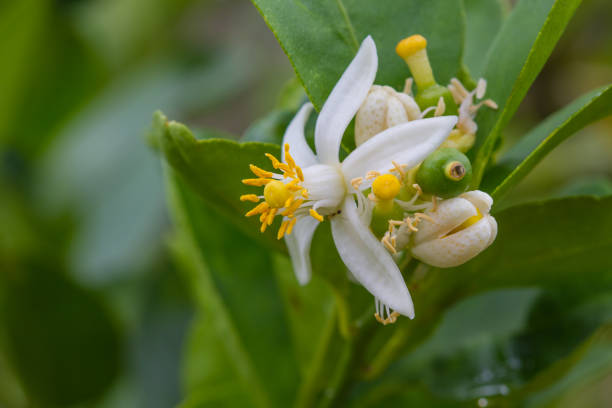 istock Flower of bergamot fruits on tree 813652006