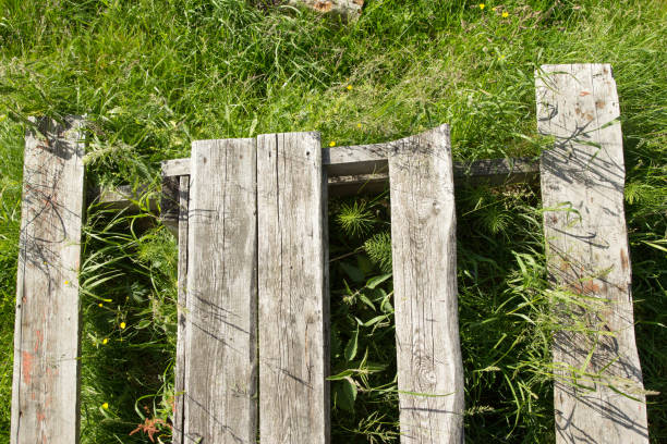 istock The texture of the tree on the grass 813652144