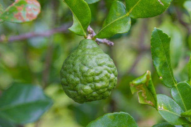 istock Leech lime or bergamot fruits on tree 813652190