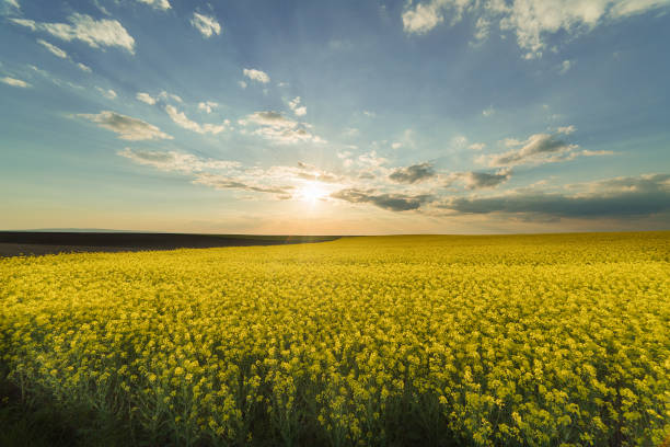 istock Yellow oilseed rape field under the blue bright sky with sun 813652332