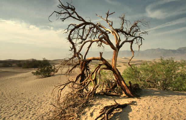 albero morto nel deserto del mojave - death valley california - mesquite tree foto e immagini stock