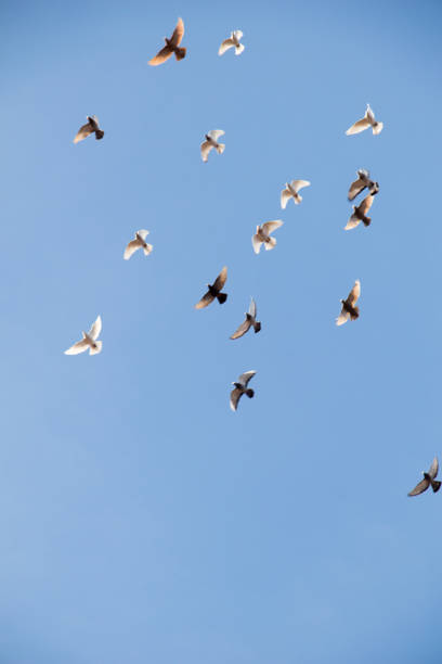 istock Flock of birds fly in  blue sky 813655714
