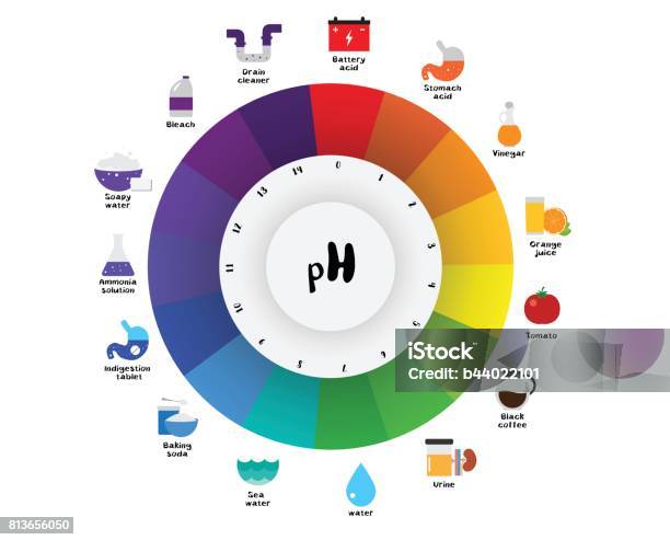 Api Ph Color The Ph Scale Universal Indicator Ph Color Chart Diagram Stock ...