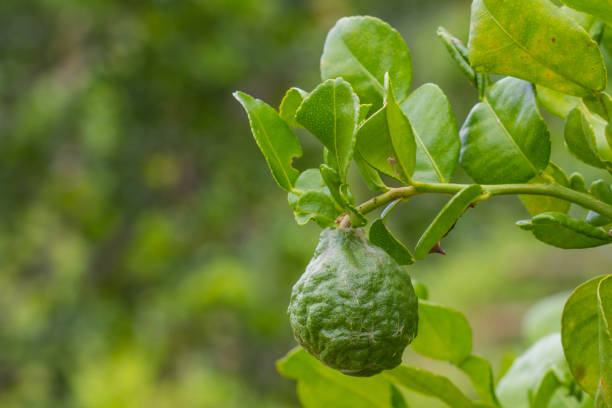 istock Leech lime or bergamot fruits on tree 813658062