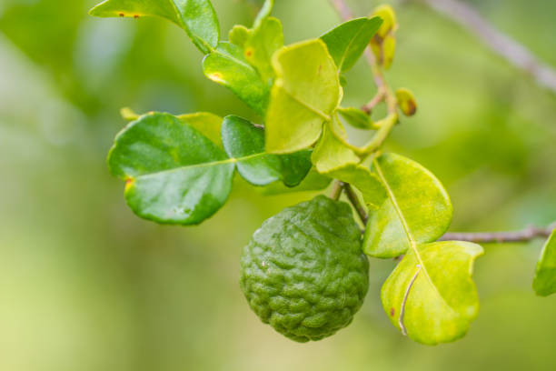 istock Leech lime or bergamot fruits on tree 813660168