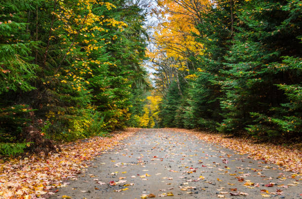 istock Straight Unpaved Forest Road in Autumn 813662996