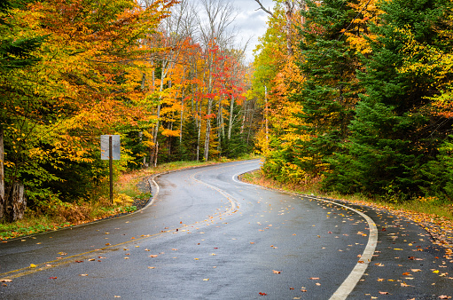 Scenic Winding Forest Road in the Adirondack Mountains on a Rainy Autumn Day. The Wet Road is Dotted with Fallen Leaves.