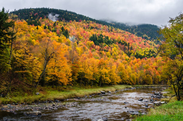 istock Forest of Maple Trees along a River on a Rainy Autumn Day 813663210