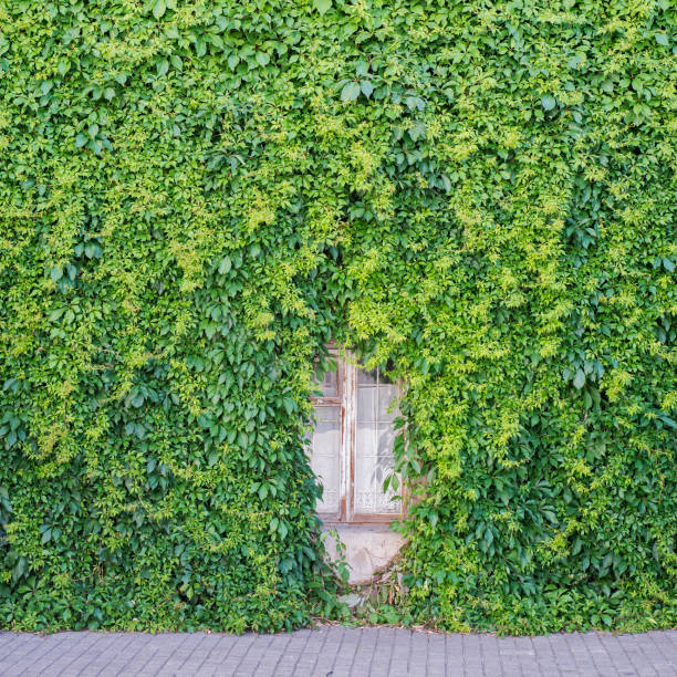 istock Green creeper plant on the wall 813665446