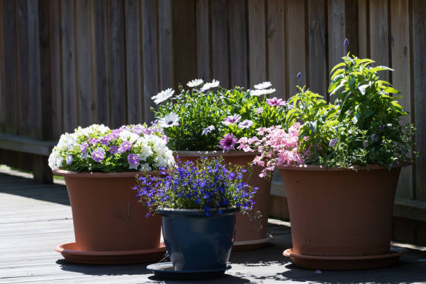 istock Flower pots on a terrace 813673818