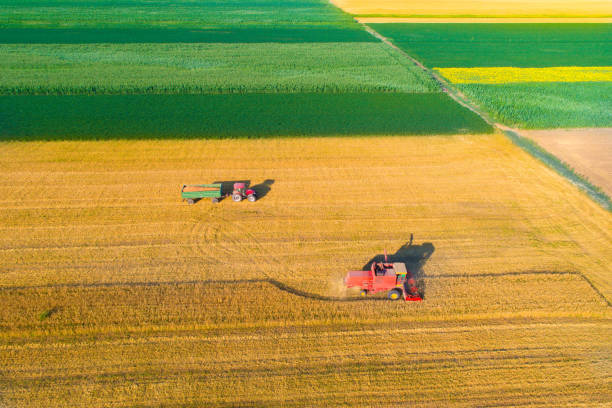 istock Combine harvester and tractor working in wheat field 813674340