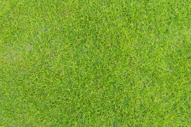 istock Green grass texture from a football field 813674484